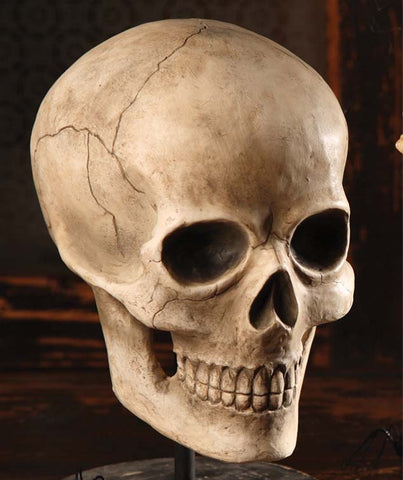 Bone Head