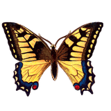 Butterfly Box - Everyday Sticker Box