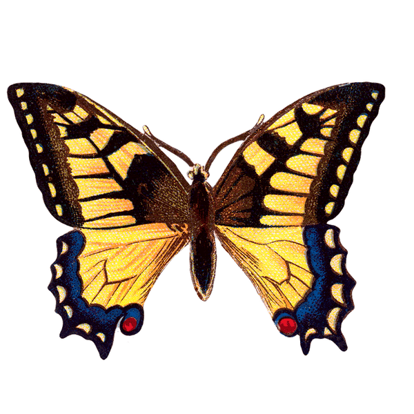 Butterfly Box - Everyday Sticker Box