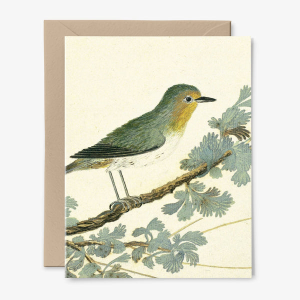 Bird Branch Card | Any Occasion | Vintage Art: Packaged in Plastic Sleeves