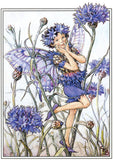 Flower Fairies - Everyday Boxed Postcards