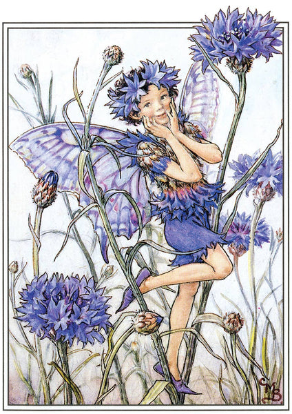 Flower Fairies - Everyday Boxed Postcards