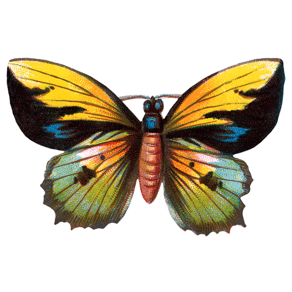 Butterfly Box - Everyday Sticker Box