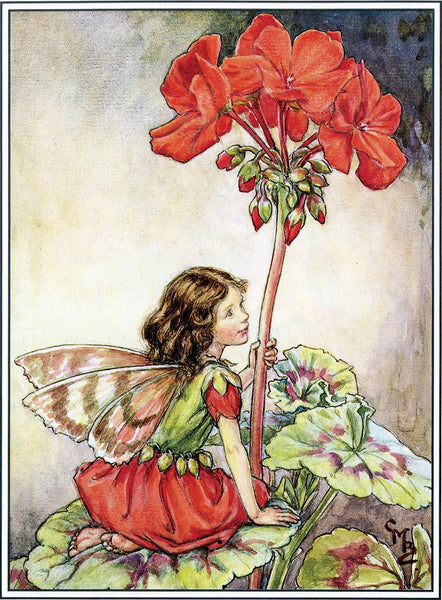 Flower Fairies - Everyday Boxed Postcards