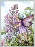 Flower Fairies - Everyday Boxed Postcards