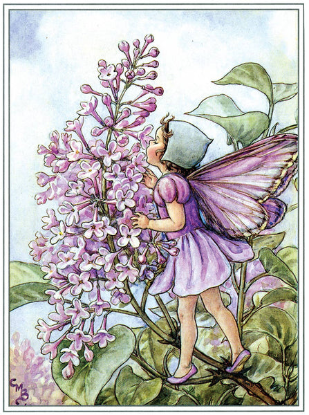 Flower Fairies - Everyday Boxed Postcards