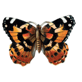 Butterfly Box - Everyday Sticker Box