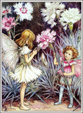 Flower Fairies - Everyday Boxed Postcards