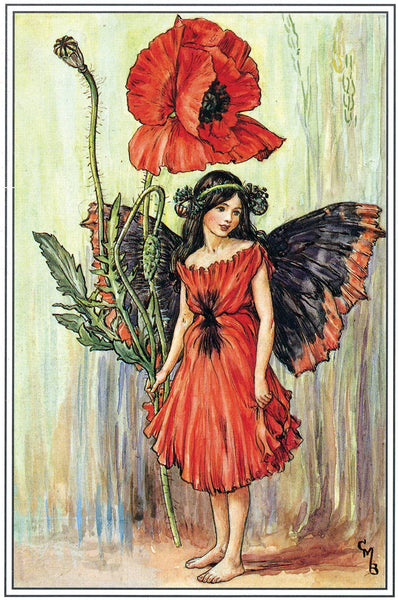 Flower Fairies - Everyday Boxed Postcards