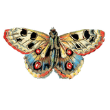 Butterfly Box - Everyday Sticker Box