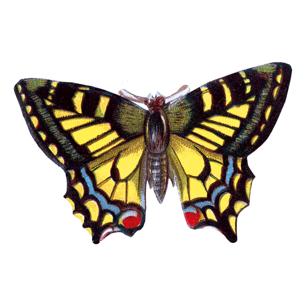 Butterfly Box - Everyday Sticker Box