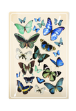 Blue Butterflies Decoupage Glass Tray: (2) 3.5"X 5.5"