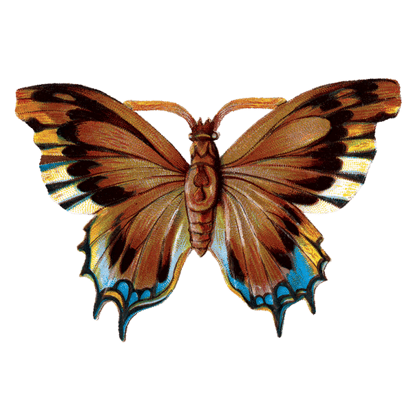 Butterfly Box - Everyday Sticker Box