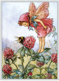 Flower Fairies - Everyday Boxed Postcards