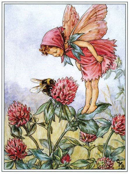 Flower Fairies - Everyday Boxed Postcards