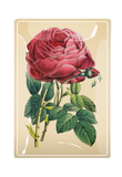 Glistening Pink Rose Decoupage Glass Tray: 4"X 6"
