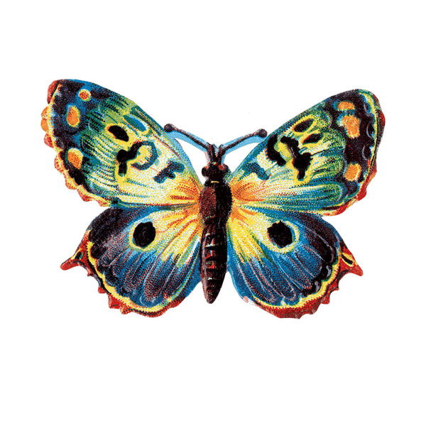 Butterfly Box - Everyday Sticker Box