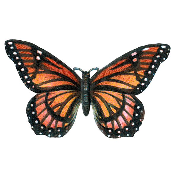 Butterfly Box - Everyday Sticker Box