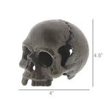 Skull, No Jaw - Natural