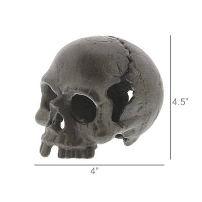 Skull, No Jaw - Natural