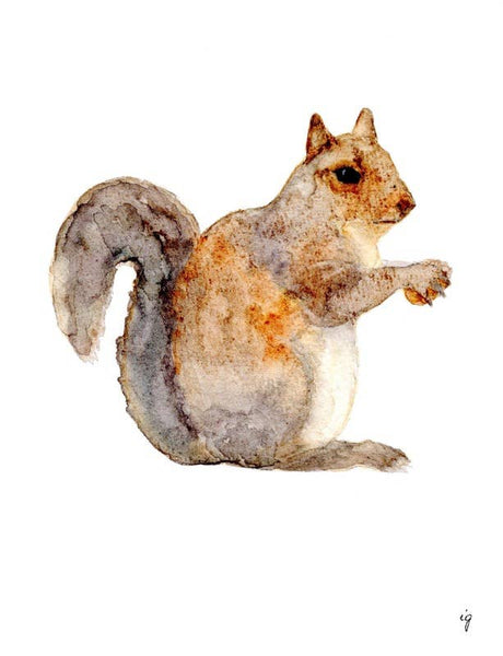 Squirrel