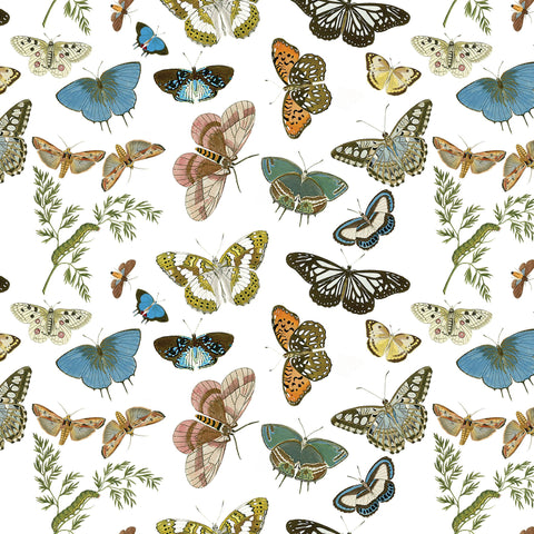 Butterflies and Moths Gift Wrap