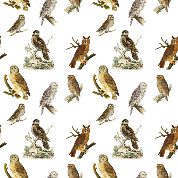 Owls Gift Wrap