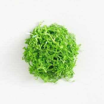 Iridescent Green Shred 2oz