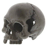 Skull, No Jaw - Natural